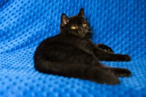 IMG_9864-300x200 Czy czarny kot przynosi pecha?
