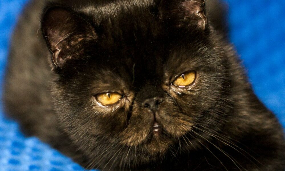 Czy czarny kot przynosi pecha?