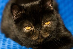 Czy czarny kot przynosi pecha?