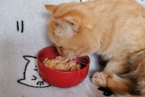 Żywienie kotów
