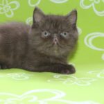 View CH CHOCOLATE KISS Matteus