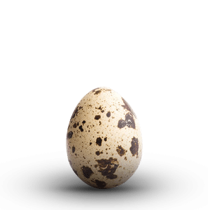 Jajko przepiórcze czy kurze?