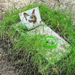 Cat-grave-in-Chernobyl_edited-150x150 1 Listopada - pamiętajmy