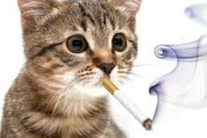 Palenie papierosów a zdrowie kotów