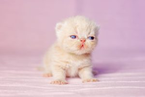 How to reserve your kitten?
