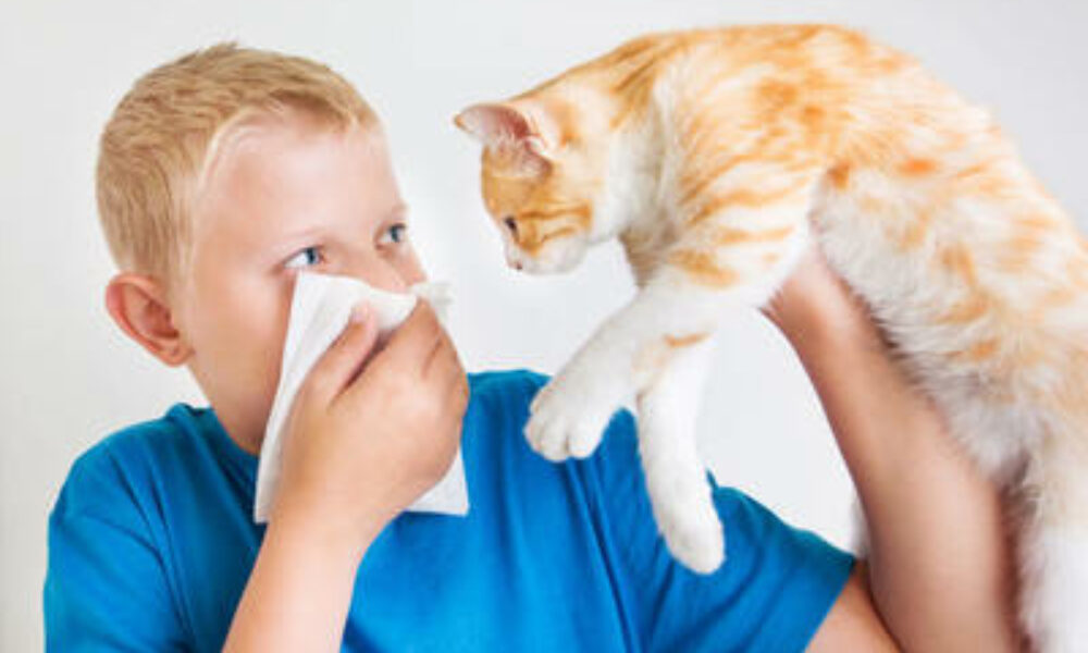 Alergia na koty