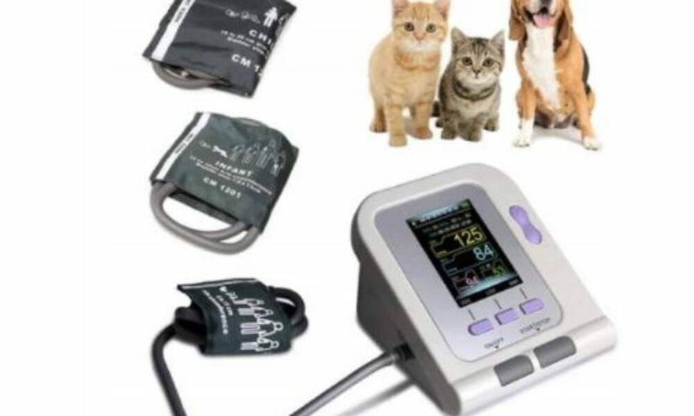 Ciśnienie krwi u kotów