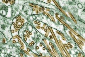 Koty a wysoce zjadliwa grypa ptaków H5N1 (HPAI)