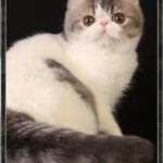 View CH Tuaron Kascada