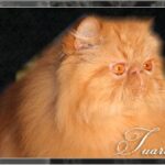 View CH Steeplechase Ziggy of Tuaron