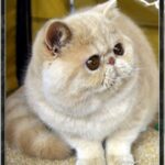 View CH Tuaron Tame Lion