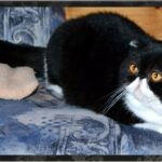 View CH, GP, RW Tuaron Night Bandit