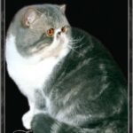 View CH Amusing Cat Yo-Yo