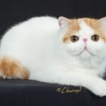 View CH Tuaron Freyr