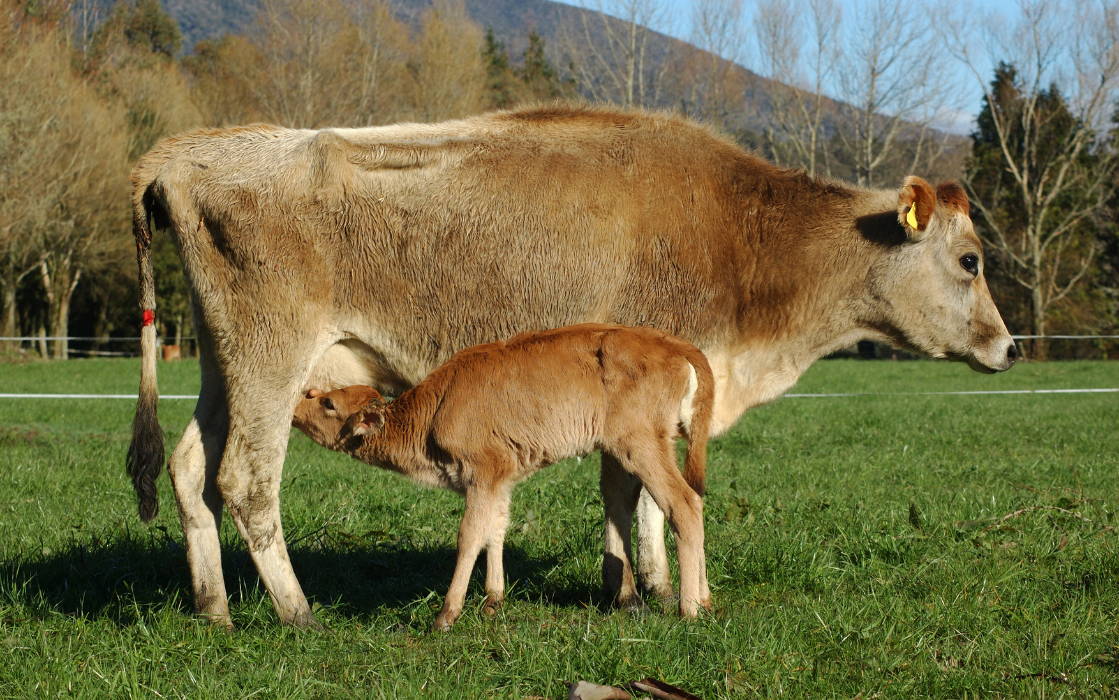 Matka-krowa i cielę na zielonym polu, podczas gdy cielę pije mleko matki.