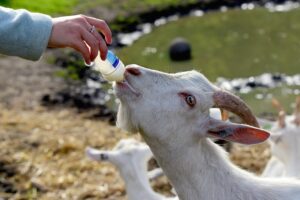 Kozie mleko dla kotów – przegląd, korzyści i pytania