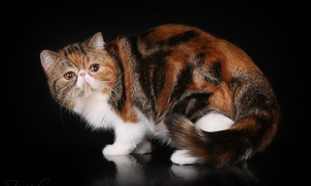 CH Tuaron Star of Pritikiti