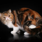 View CH Tuaron Star of Pritikiti