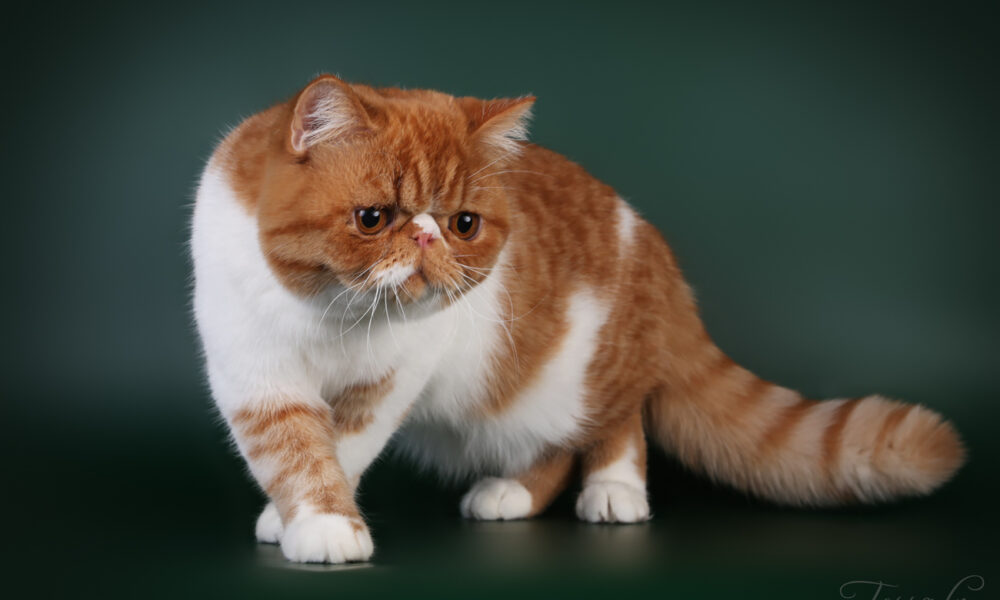 Miracle Cupcake Pritikiti *Pl