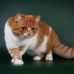 View Miracle Cupcake Pritikiti *Pl