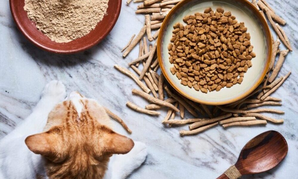 Czym są adaptogeny? Korzyści i ich działanie na koty