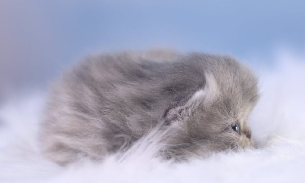 Night Fury Pritikiti *Pl