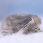 View Night Fury Pritikiti *Pl