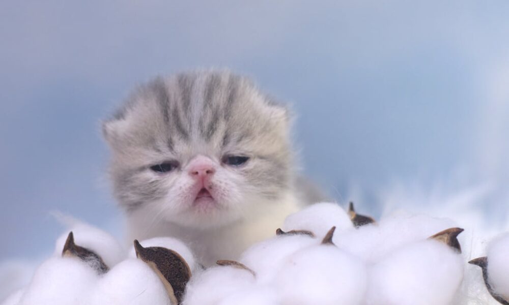 Night Panda Pritikiti *Pl