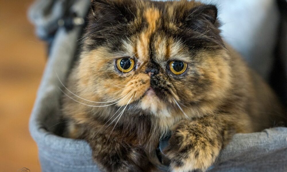 Pielęgnacja oczu: zrozumienie i rozwiązywanie problemów