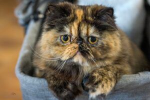 Pielęgnacja oczu: zrozumienie i rozwiązywanie problemów