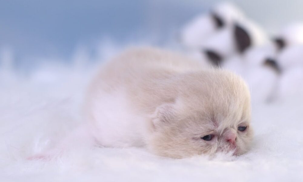 Night Note Pritikiti *Pl