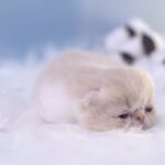 View Night Note Pritikiti *Pl