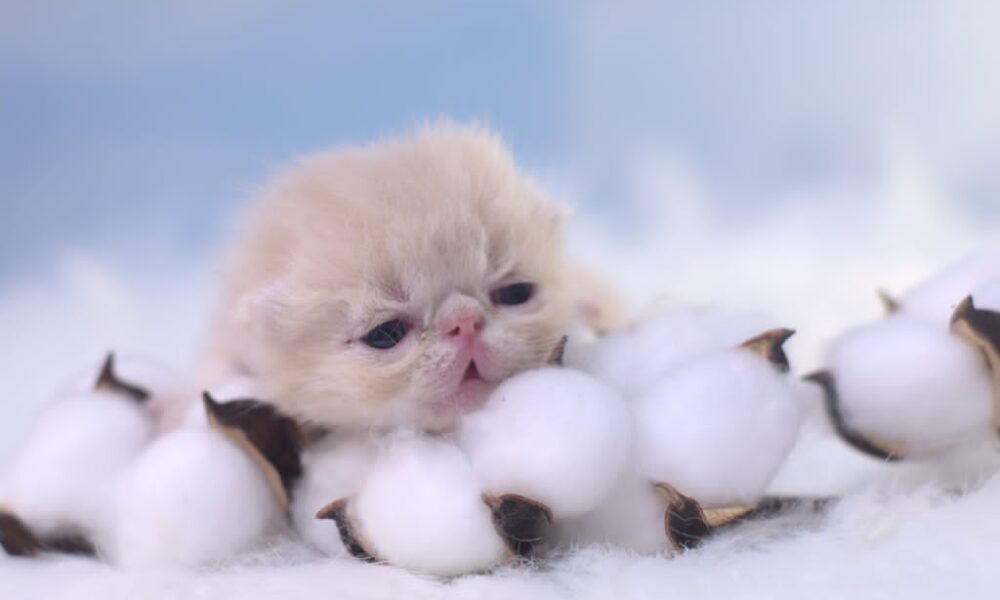 Night Nymph Pritikiti *Pl