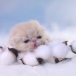 View Night Nymph Pritikiti *Pl