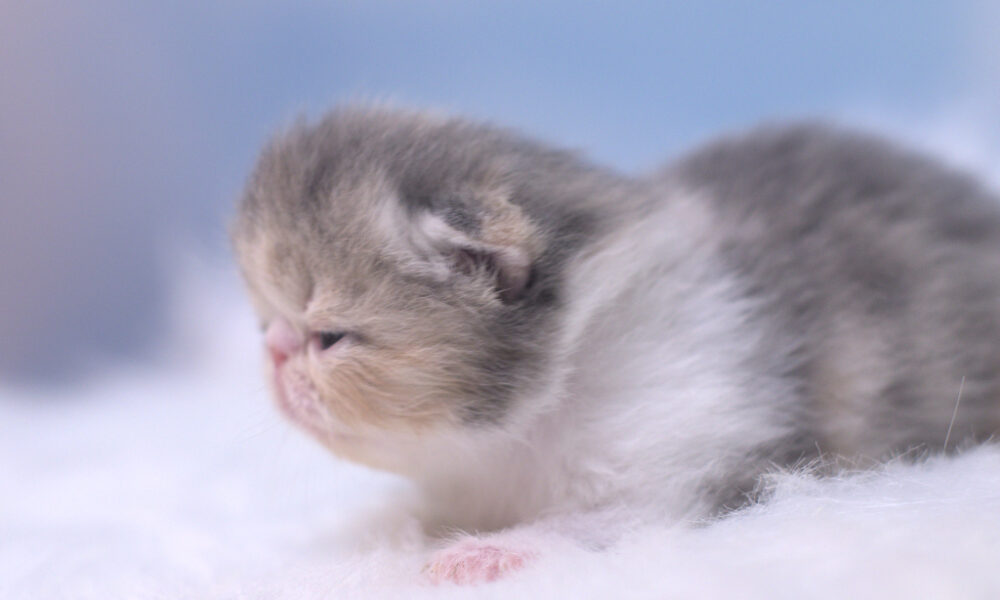 Night Fire Pritikiti *Pl