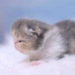 View Night Fire Pritikiti *Pl