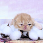 View Oops Pritikiti *Pl