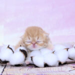 View OMG Pritikiti *Pl