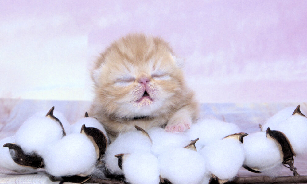 Oh La La Pritikiti *Pl