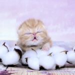 View Oh La La Pritikiti *Pl